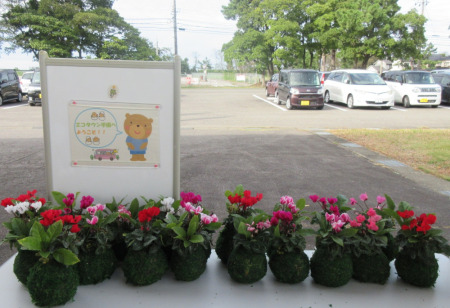 【画像】皆さん、完成度の高いコケ玉ができました