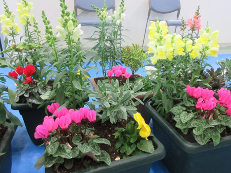 【画像】色鮮やかな鉢植えがきれいですね。